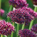 Løglasagne 'Burgundy'