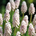 Løglasagne 'Cherry Blossom'