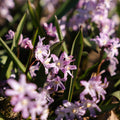 Løglasagne 'Cherry Blossom'