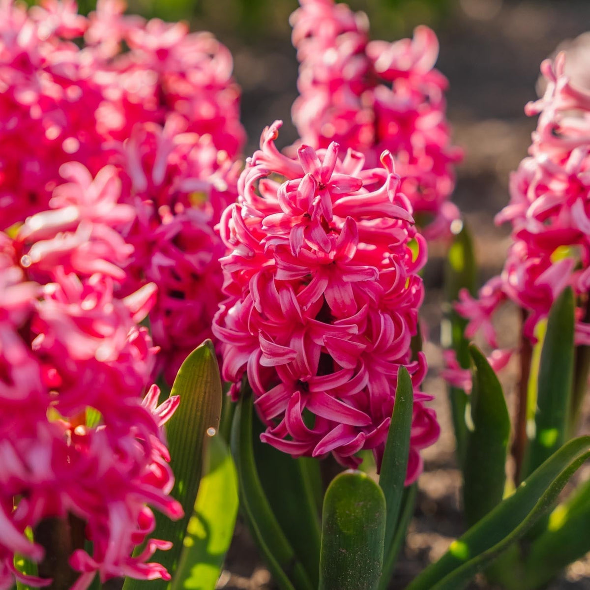Løglasagne 'Cherry Blossom'