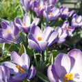 Løglasagne 'Copper Ember'