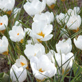 Løglasagne 'Copper Petal'