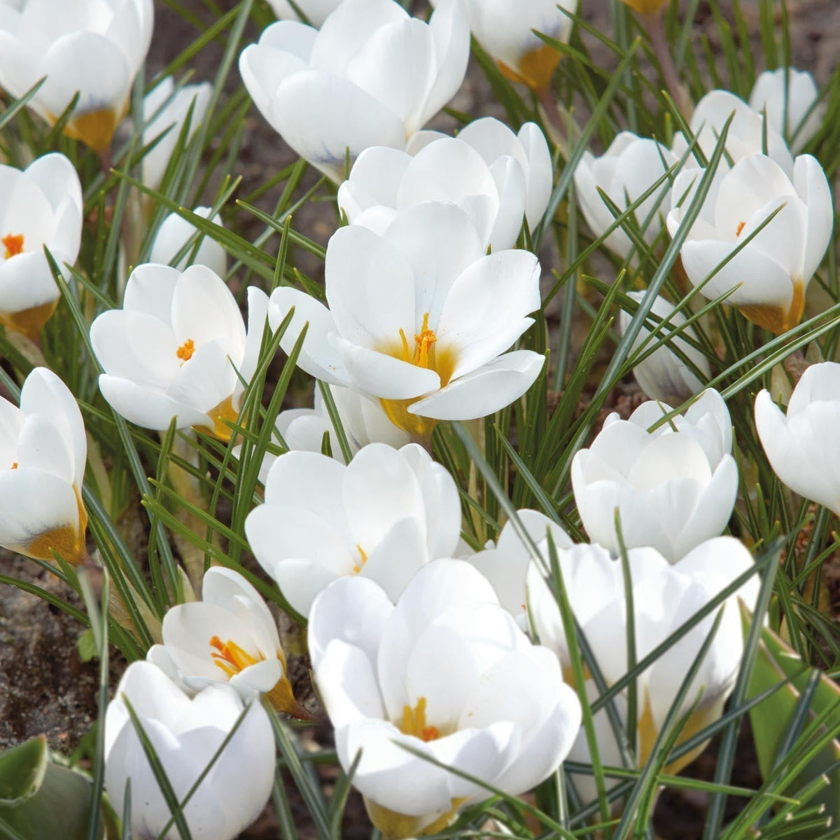 Løglasagne 'Copper Petal'