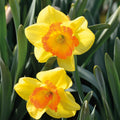 Løglasagne 'Copper Petal'