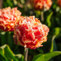 Løglasagne 'Crimson Mosaic'