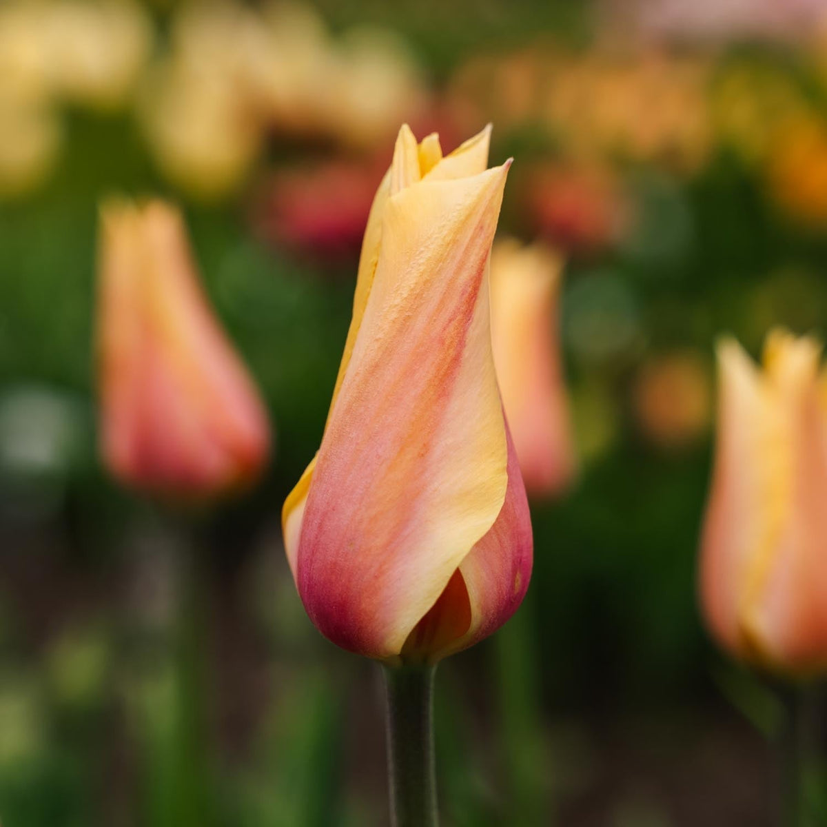 Løglasagne 'Feathered Rose'