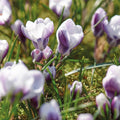 Løglasagne 'Gilded Shadow'