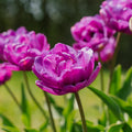 Løglasagne 'Midnight Blue'