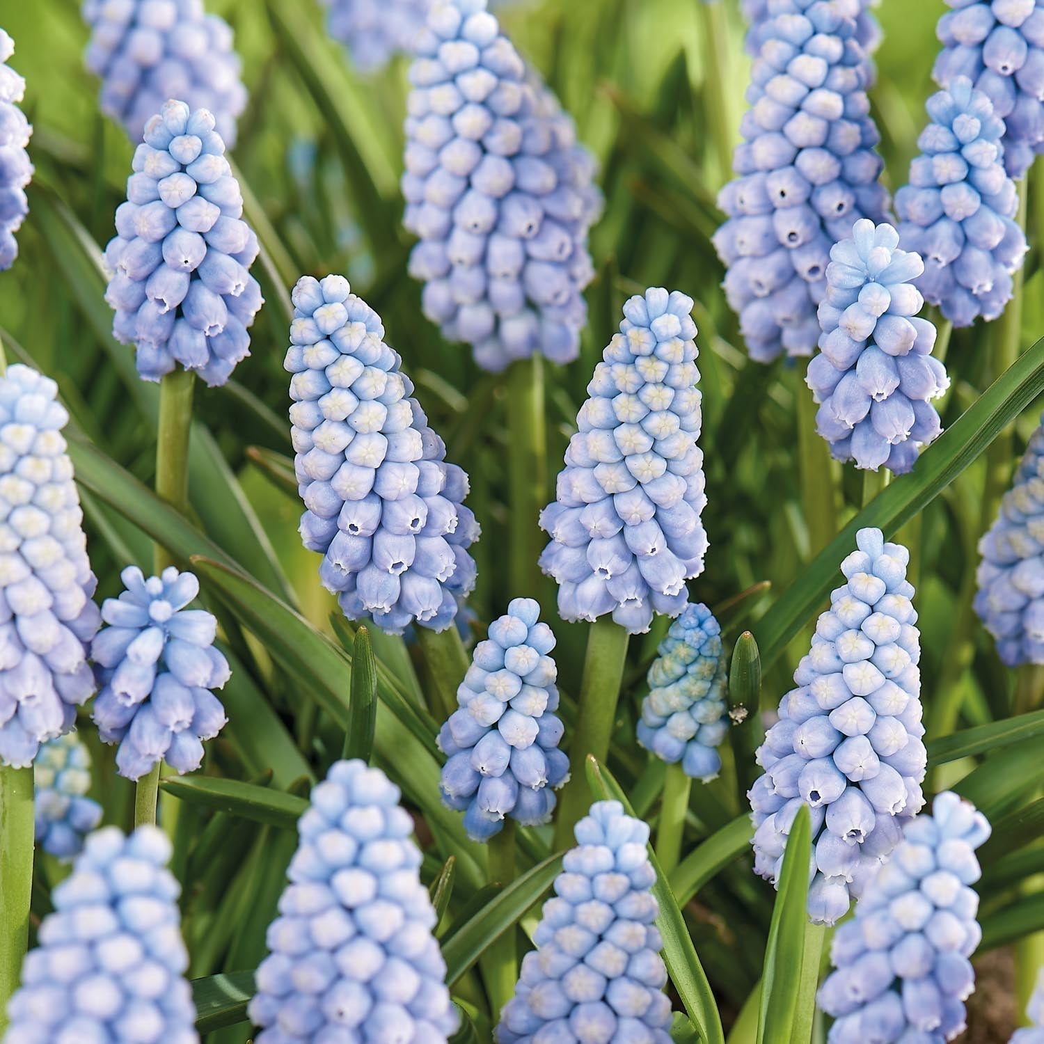Løglasagne 'Midnight Blue'