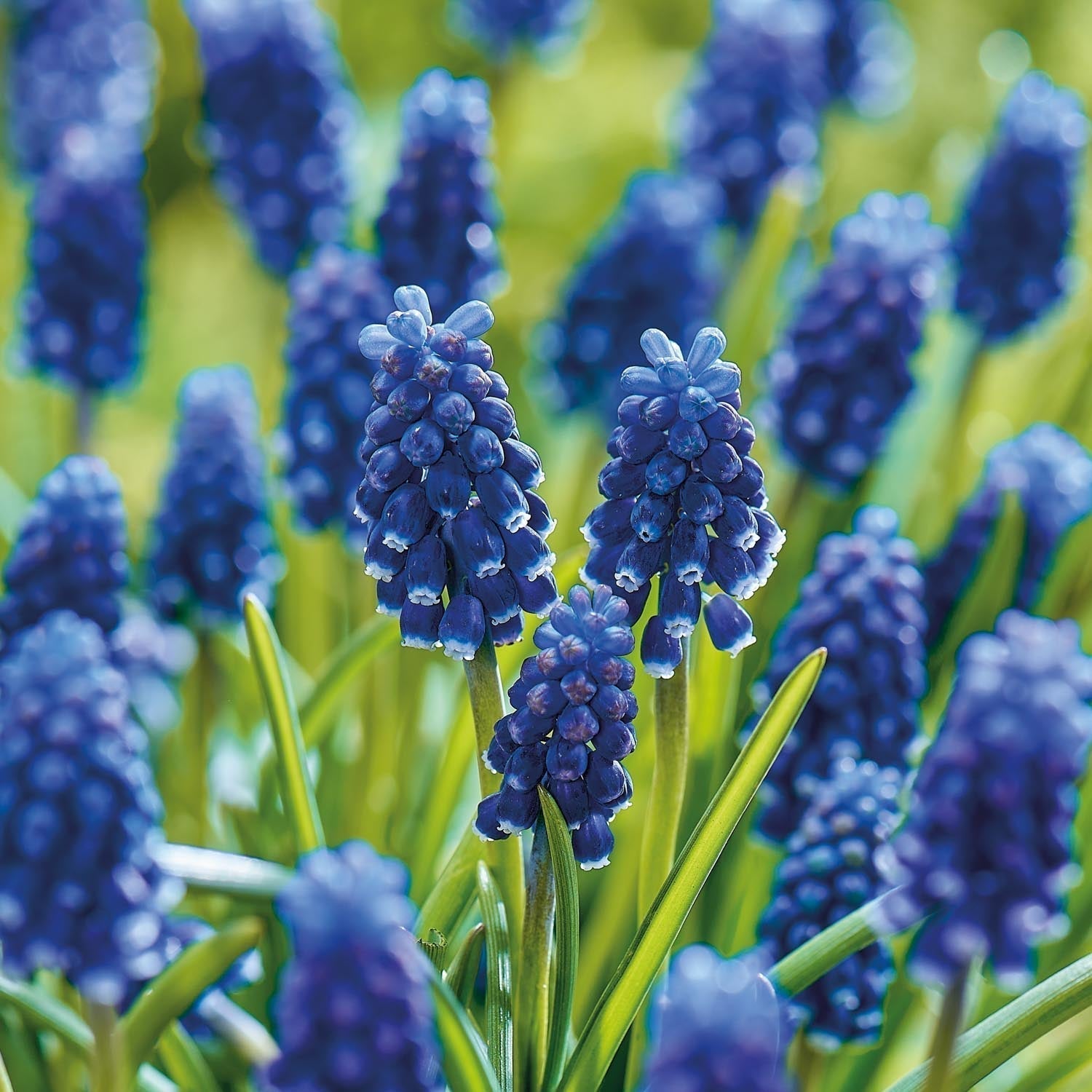 Løglasagne 'Midnight Blue'