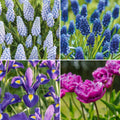 Løglasagne 'Midnight Blue'