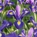 Løglasagne 'Midnight Blue'