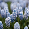 Løglasagne 'Prairie Starlight'