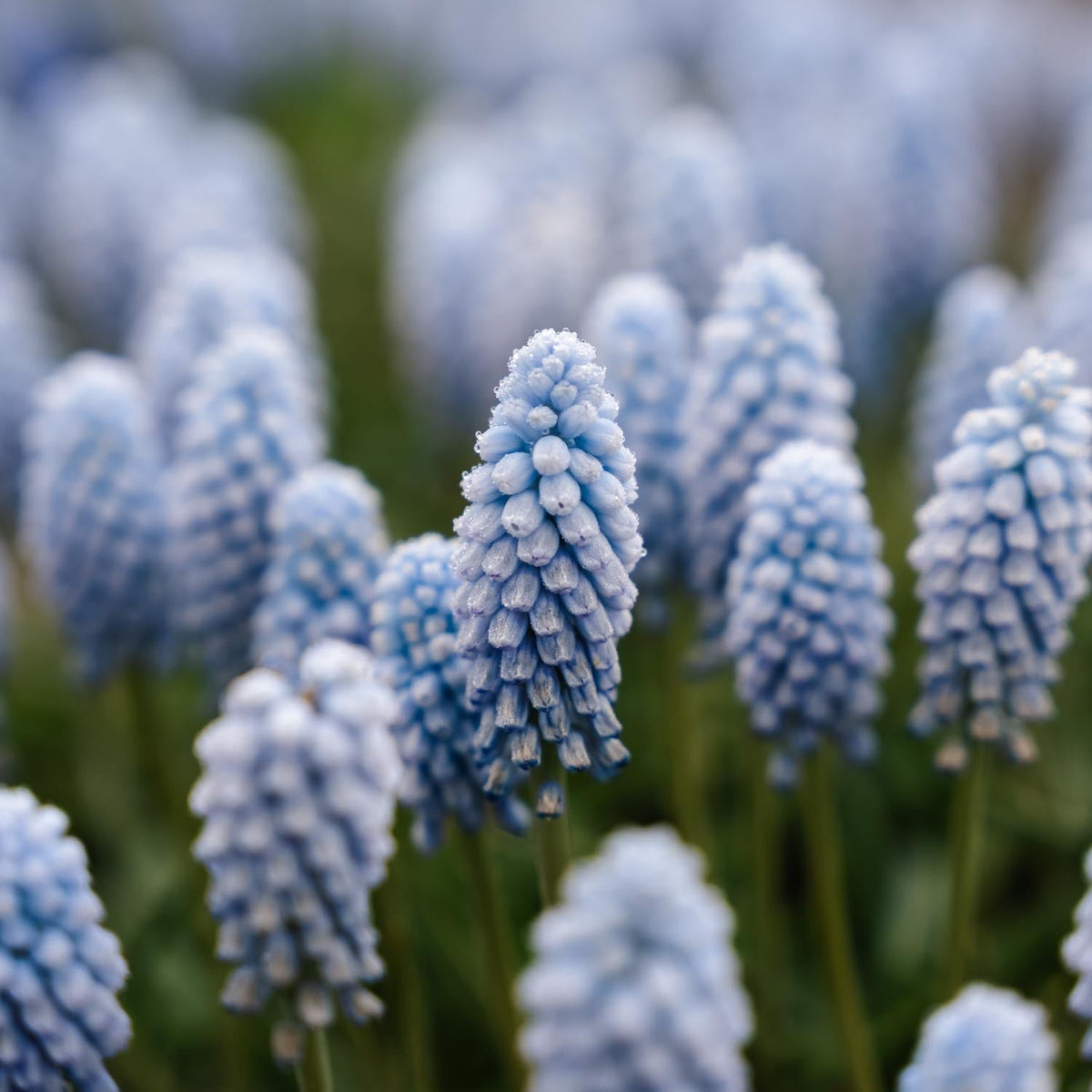 Løglasagne 'Prairie Starlight'