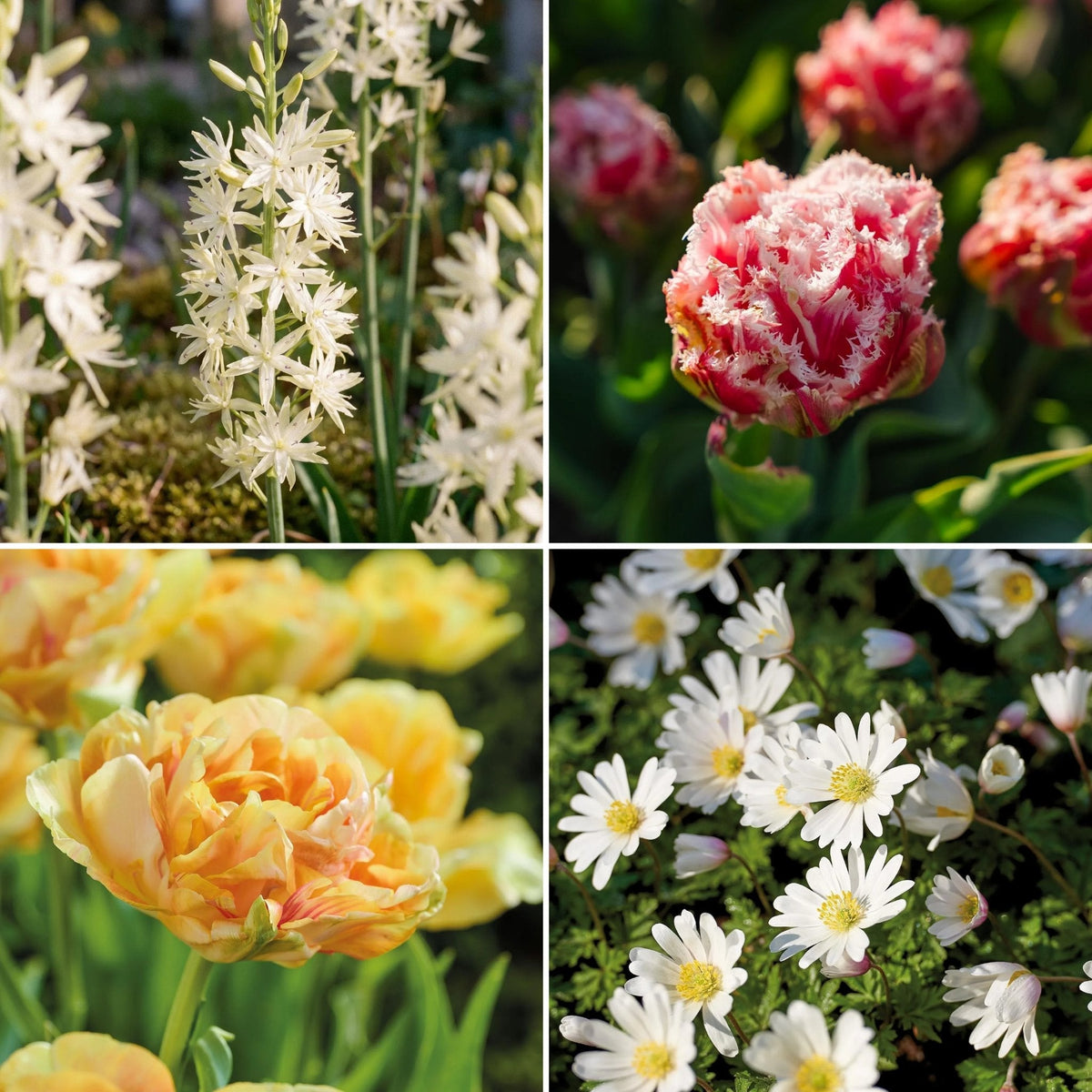 Løglasagne 'Prairie Whisper'