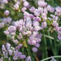 Løglasagne 'Purple Dreams'