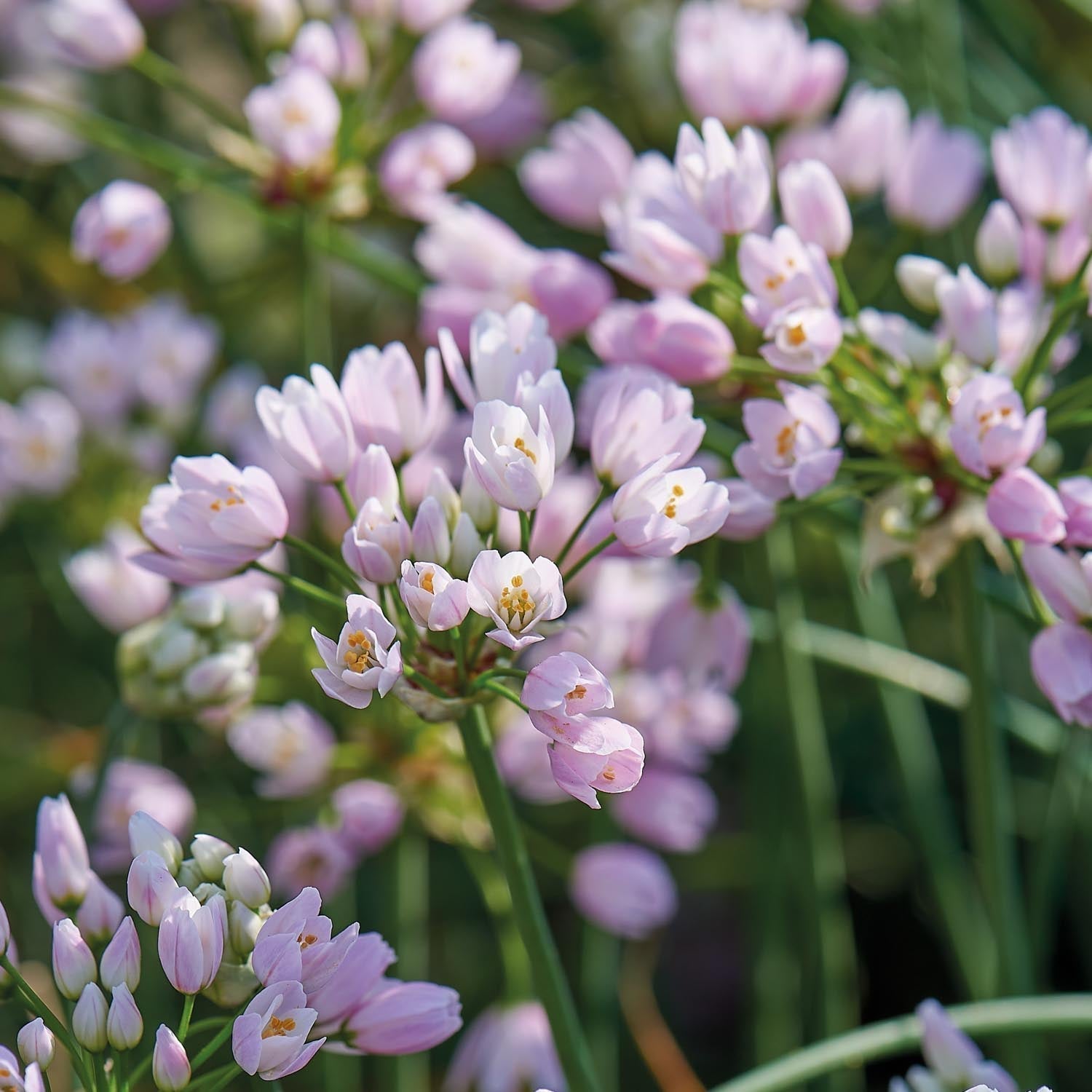 Løglasagne 'Purple Dreams'