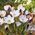Løglasagne 'Shadow Marble'
