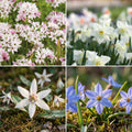 Løglasagne 'Snowy Breeze'