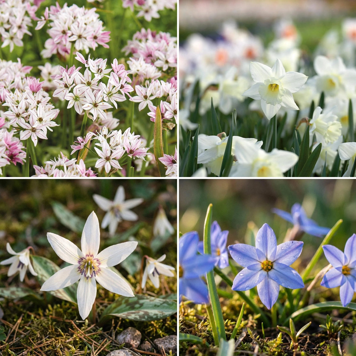 Løglasagne 'Snowy Breeze'