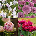 Løglasagne 'Spring Sorbet'