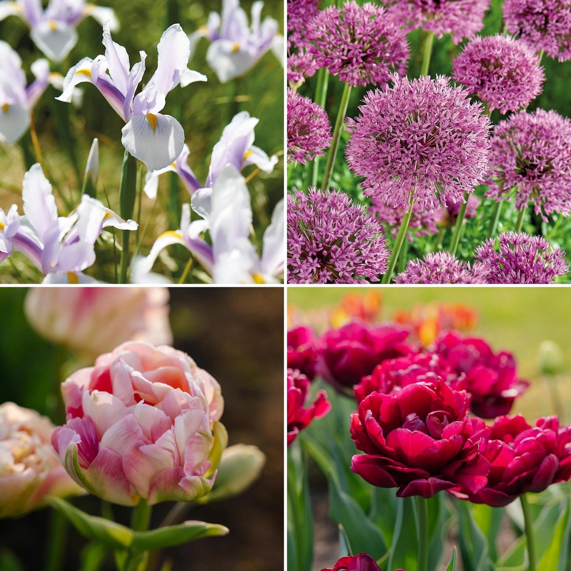 Løglasagne 'Spring Sorbet'