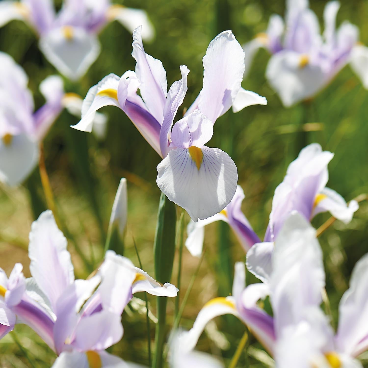 Løglasagne 'Spring Sorbet'