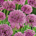 Løglasagne 'Spring Sorbet'