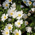 Løglasagne 'Violet Orbit'
