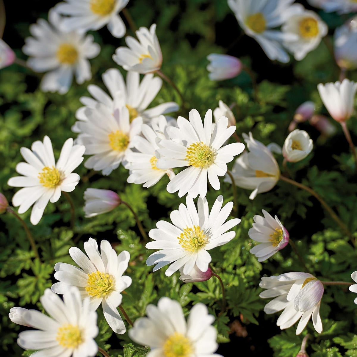 Løglasagne 'Violet Orbit'