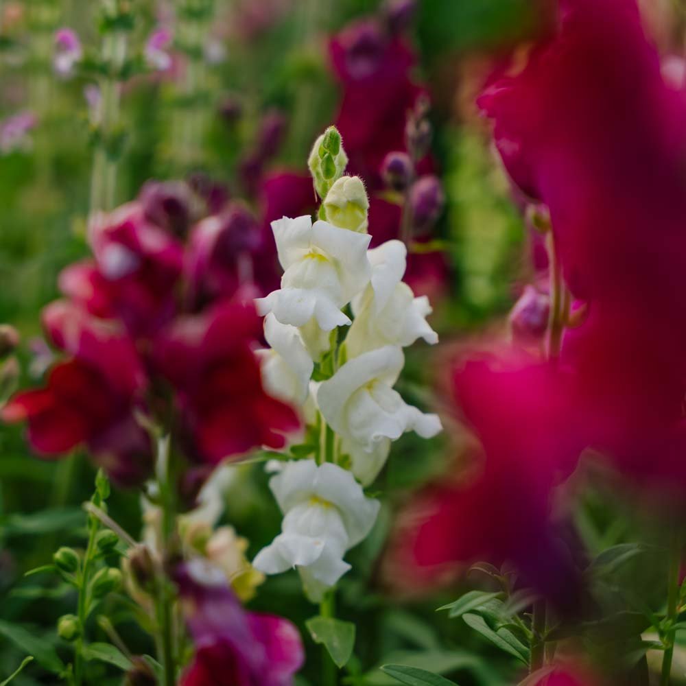 Löwenmäulchen Samen 'Snapdragon' - 1500 Biosamen