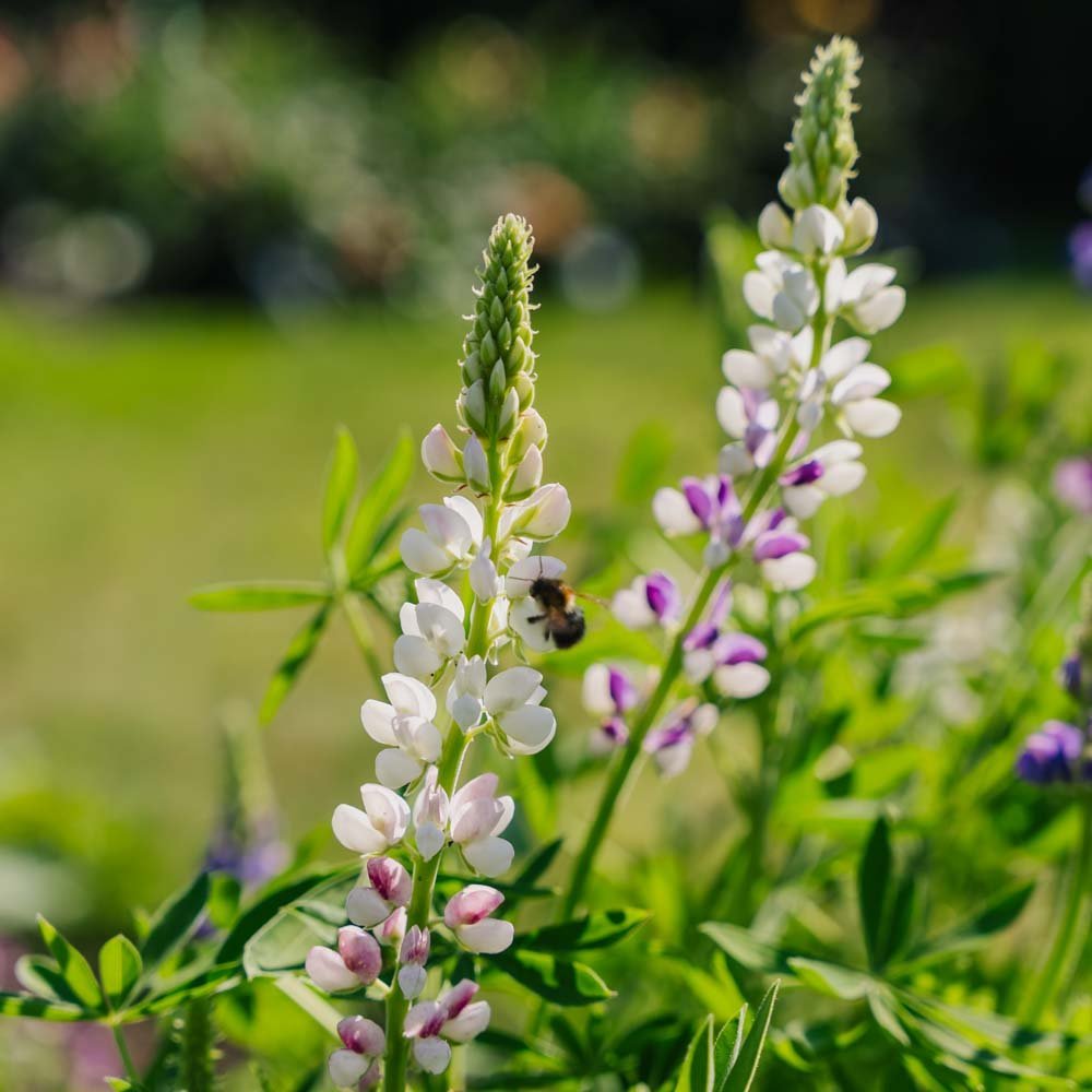 Lupinensamen 'Dwarf Lupin' - 50 Biosamen