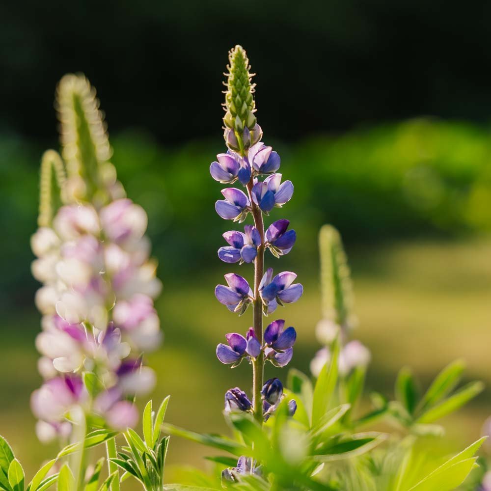 Lupinensamen 'Dwarf Lupin' - 50 Biosamen