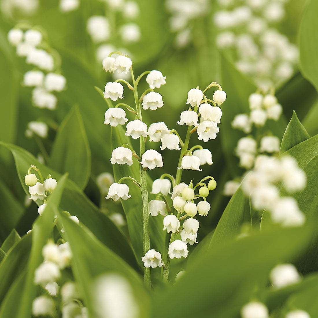 Maiglöckchen, Convallaria Majalis