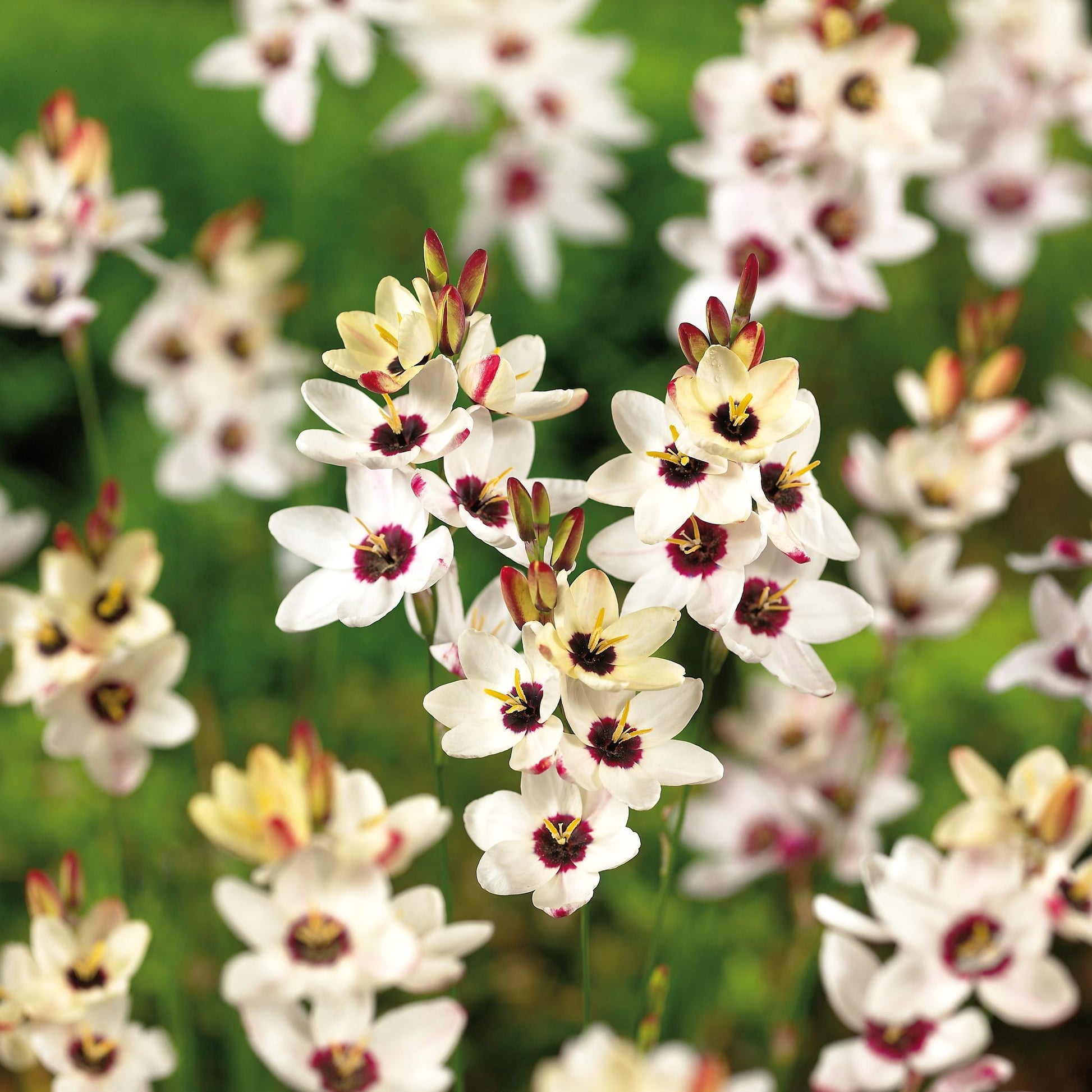 Maisblume, Ixia 'Spotlight'