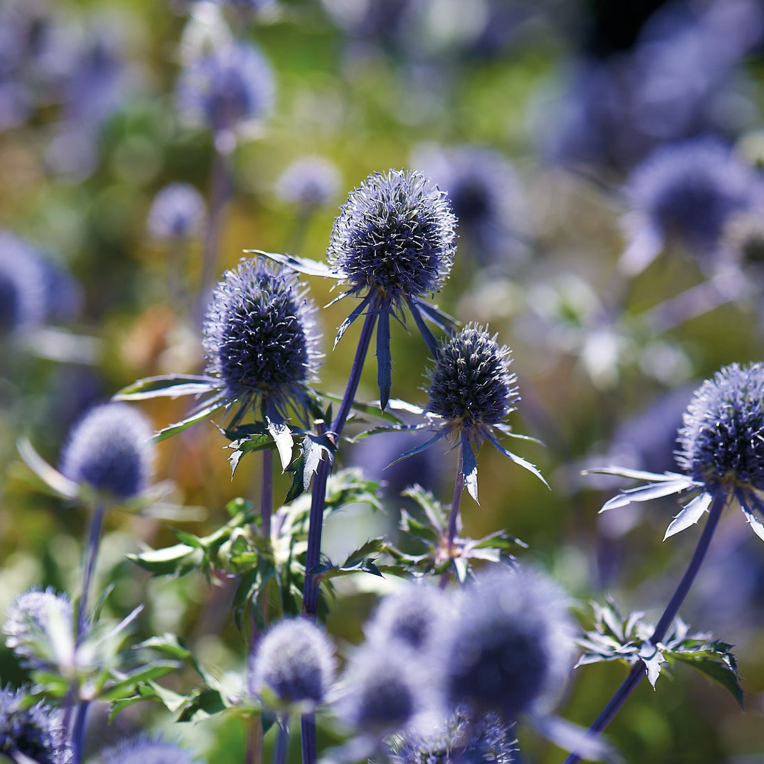 Mannstreu, Eryngium 'Planum'