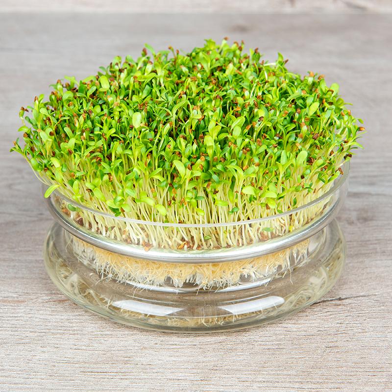 Microgreen Samen 'Alfalfa' - 10000 Biosamen