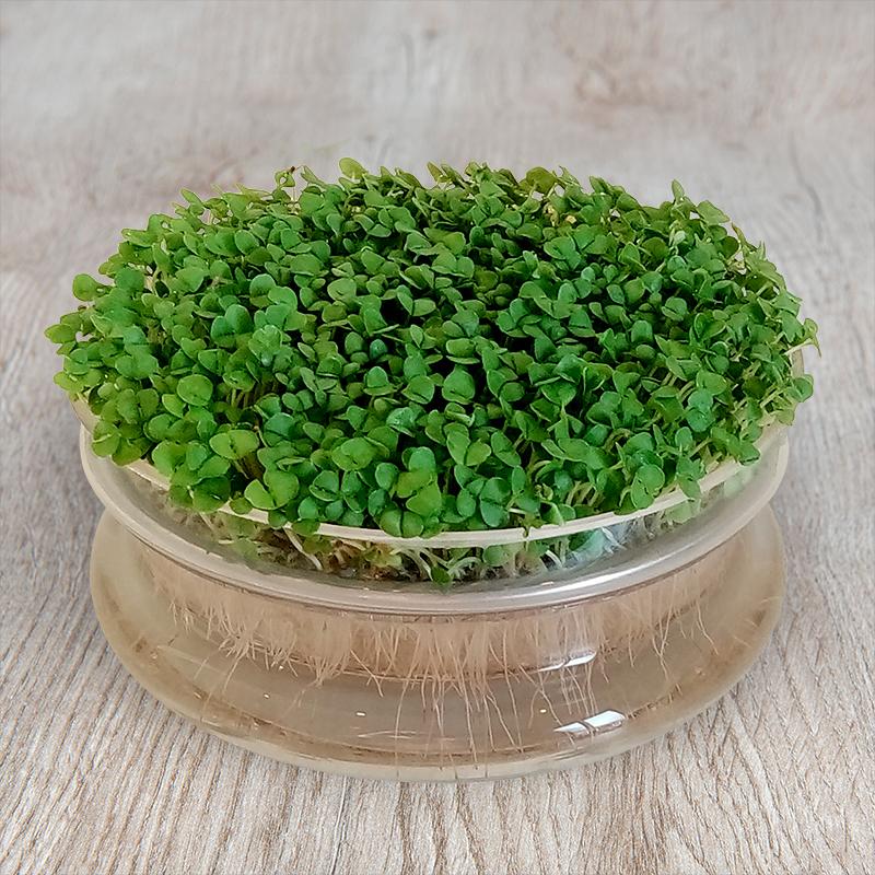 Microgreen Samen 'Basil' - 10000 Biosamen