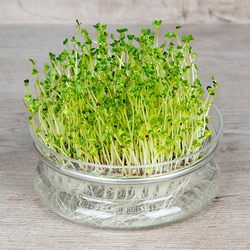 Microgreen Samen 'Broccoli' - 4000 Biosamen