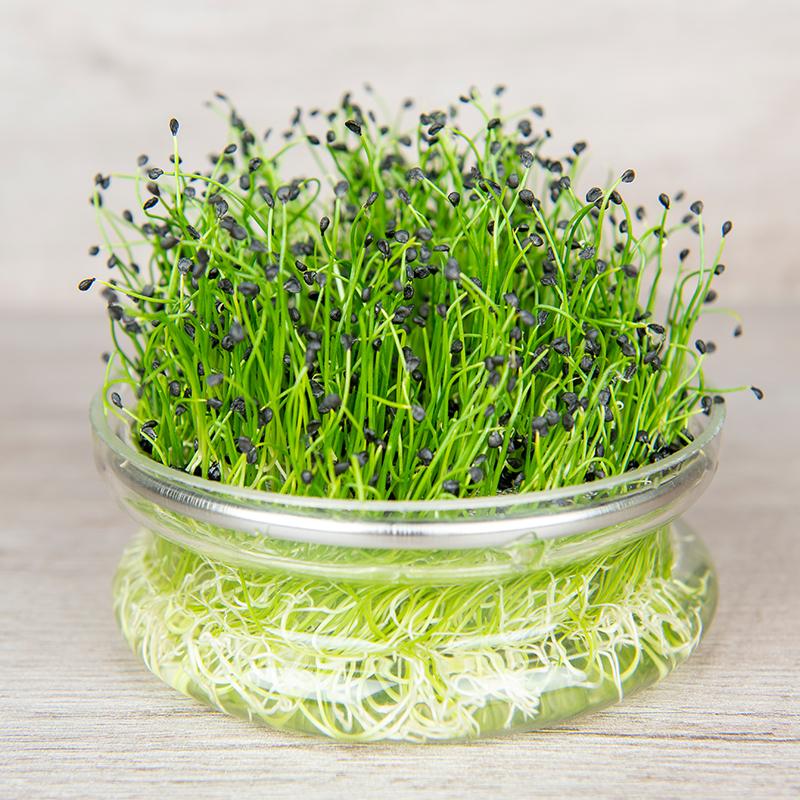 Microgreen Samen 'Chinese Chives' - 2400 Biosamen