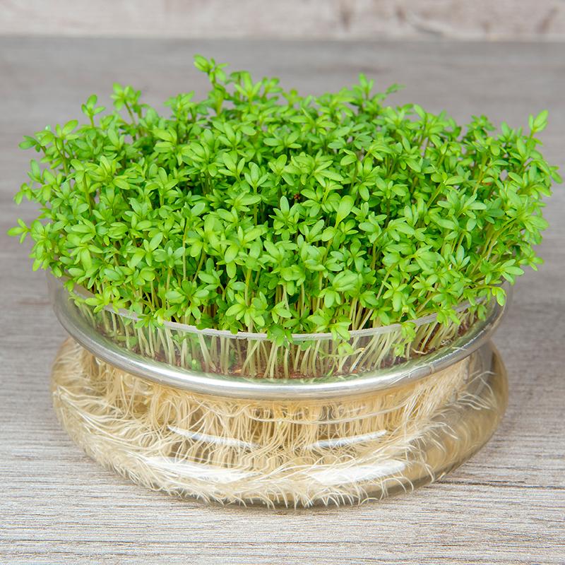 Microgreen Samen 'Garden Cress' - 5500 Biosamen