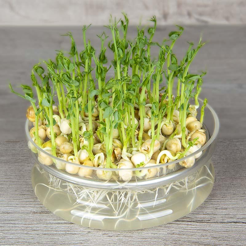 Microgreen Samen 'Green Peas' - 100 Biosamen