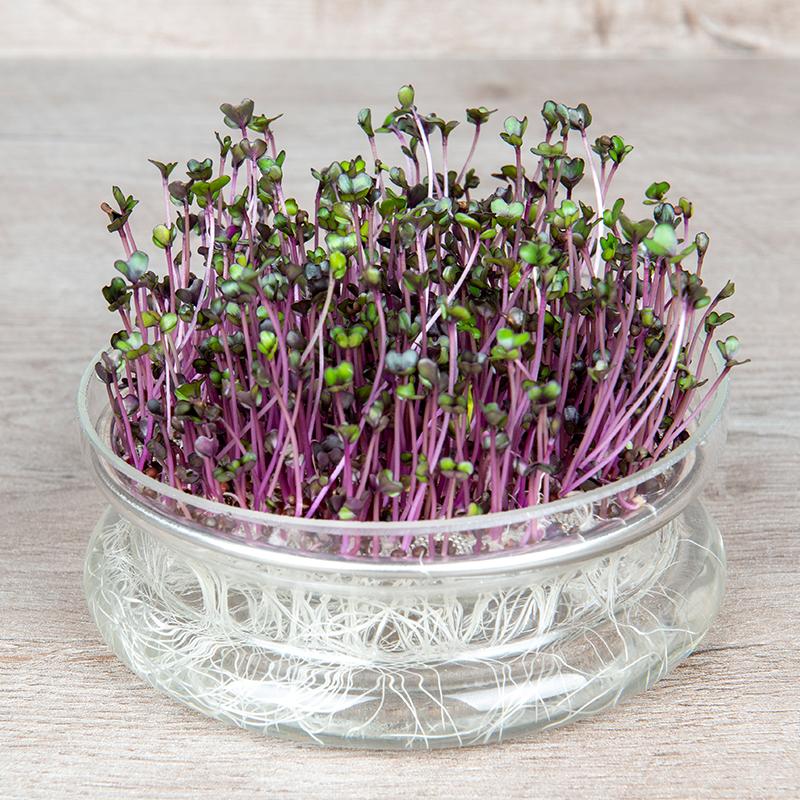 Microgreen Samen 'Red Cabbage' - 4000 Biosamen