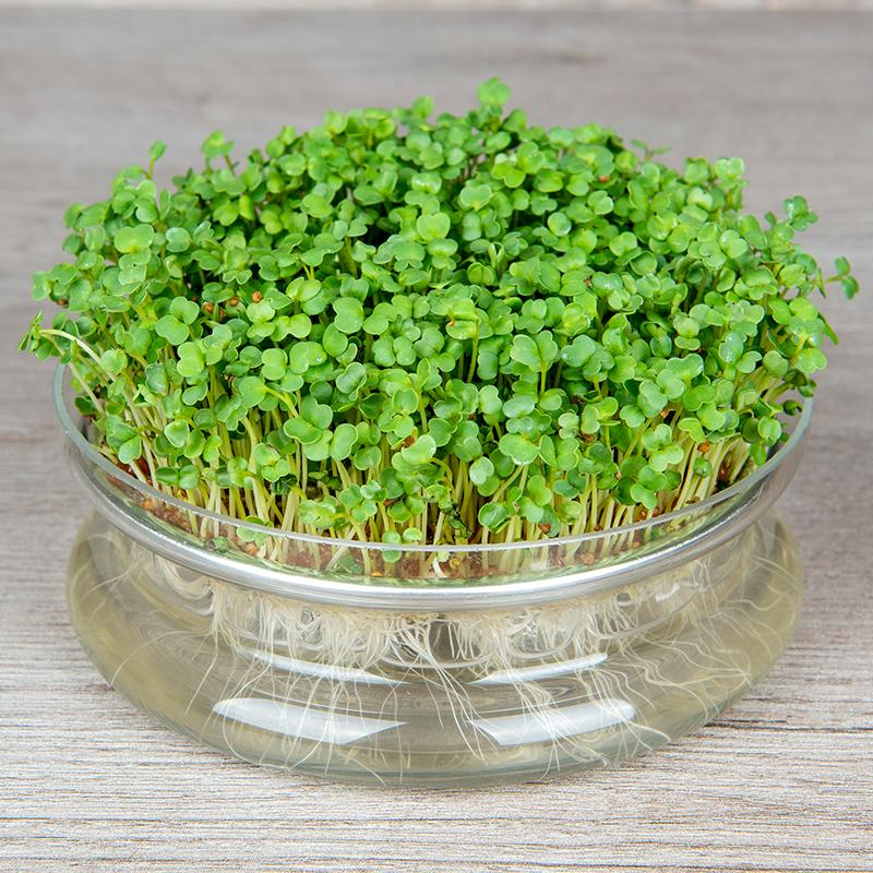 Microgreen Samen 'Rocket' - 10000 Biosamen