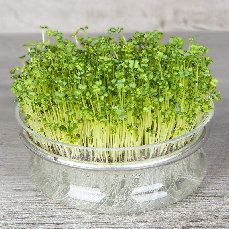 Microgreen Samen 'Turnip' - 7000 Biosamen