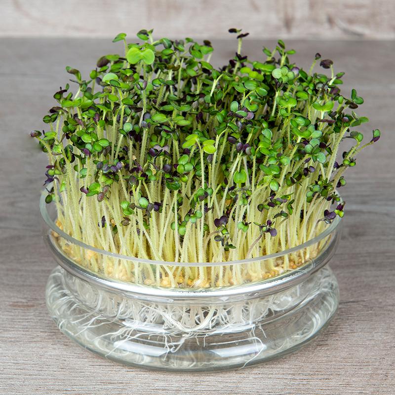 Microgreen Samen 'White Mustard' - 3000 Biosamen