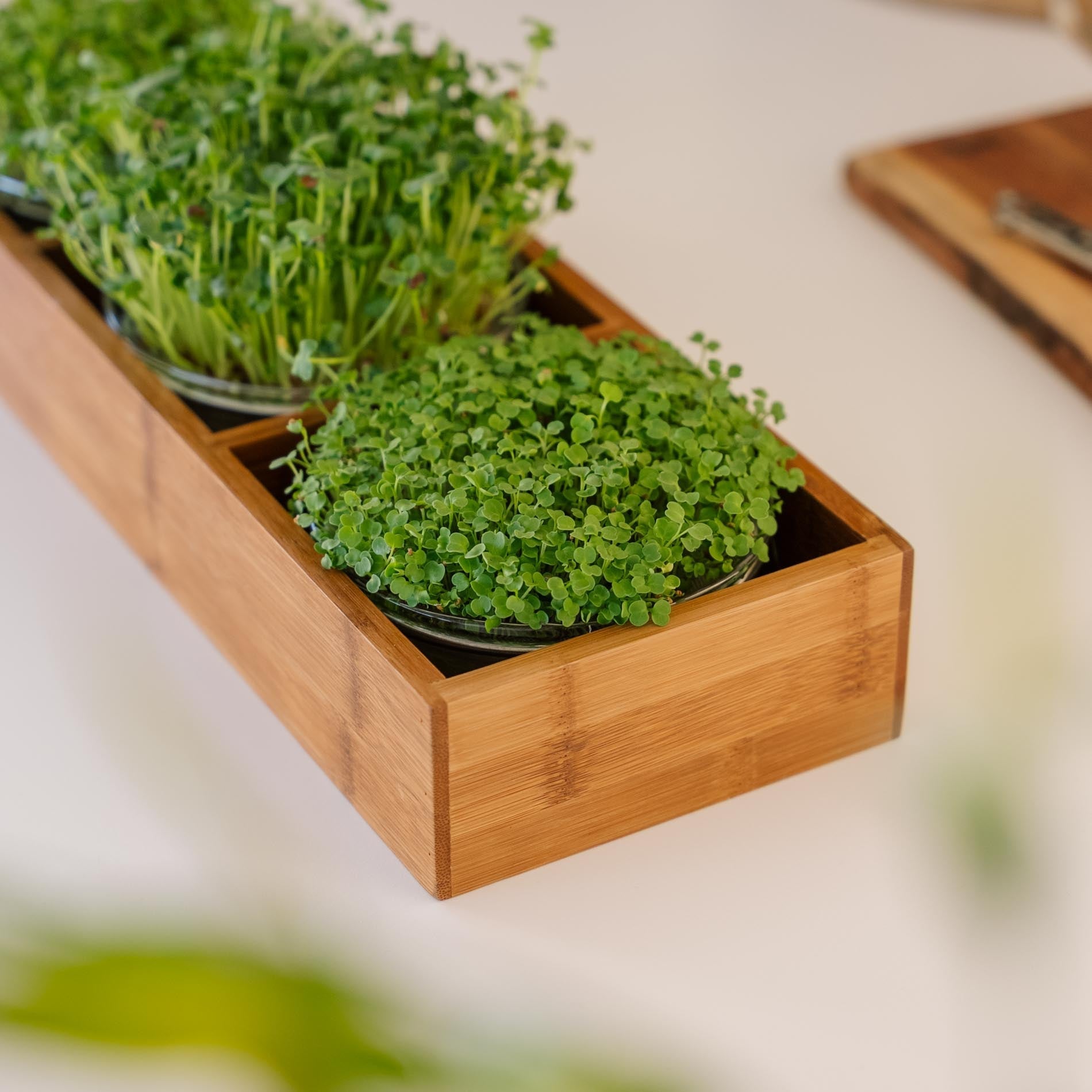 Microgreenbox mit Bambushalter - 6 Beutel Bio - Samen