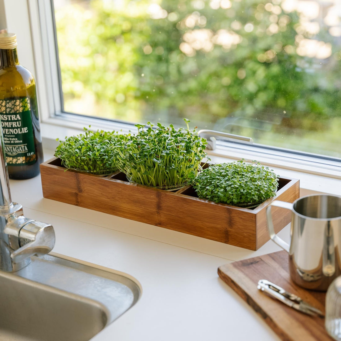Microgreenbox mit Bambushalter - 6 Beutel Bio-Samen