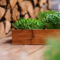 Microgreenbox mit Bambushalter - 6 Beutel Bio - Samen