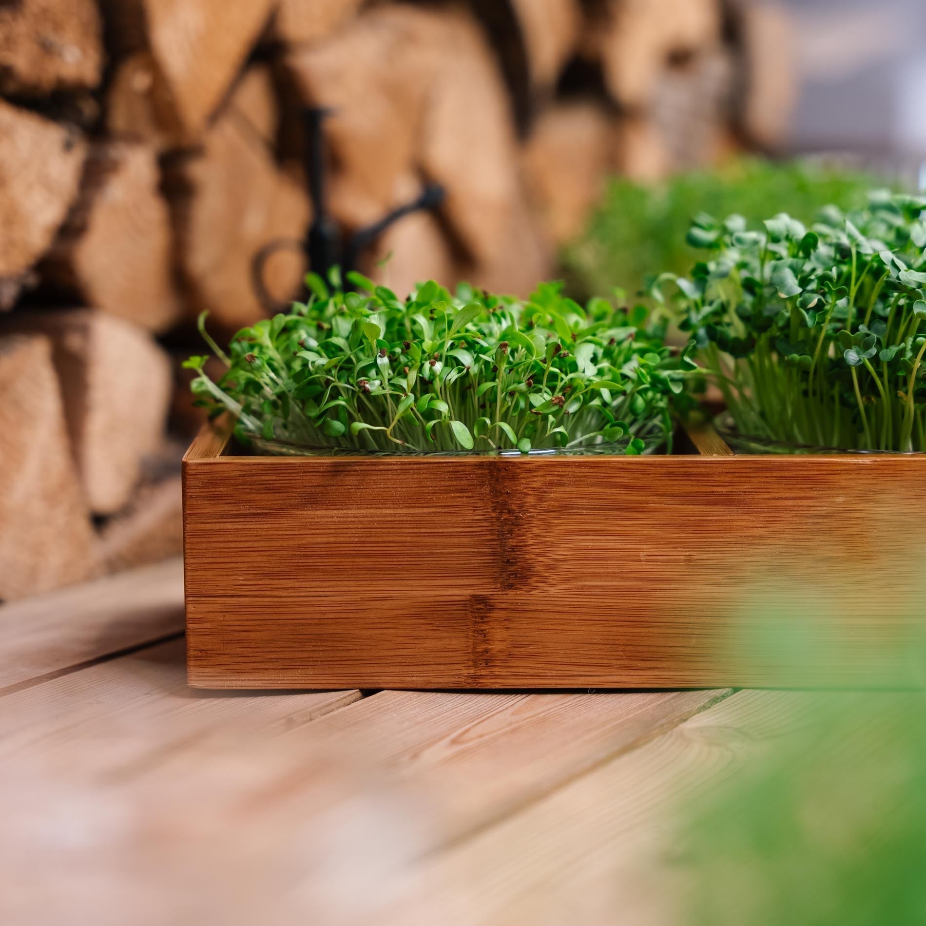 Microgreenbox mit Bambushalter - 6 Beutel Bio - Samen